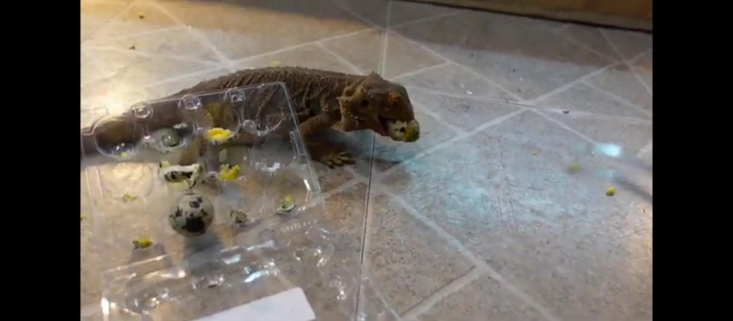 Reptile and Amphibian Meal Treats - Calcium, Vitamin, and Protein Boost