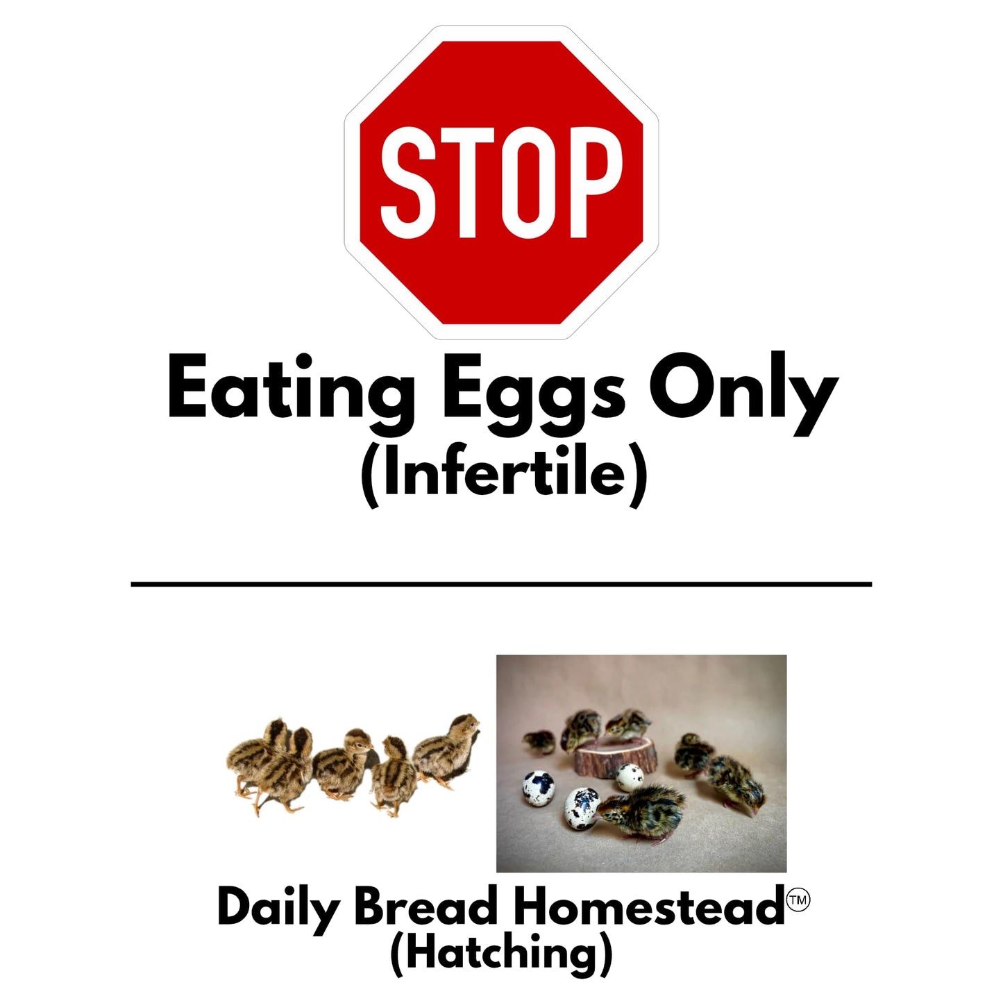 FARM FRESH Quail Eggs *Laid in the U.S.* Hormone Free; Non-GMO - Daily Bread Homestead