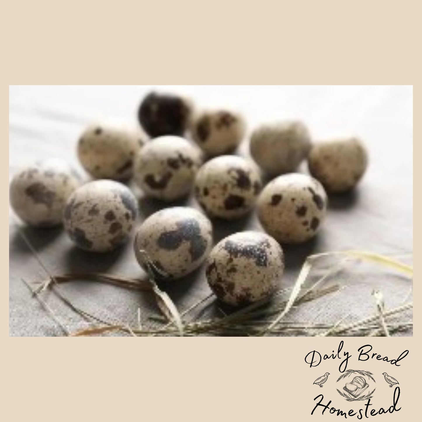 Coturnix Quail Fertile Hatching Eggs - 12ct + Extras Daily Bread Homestead