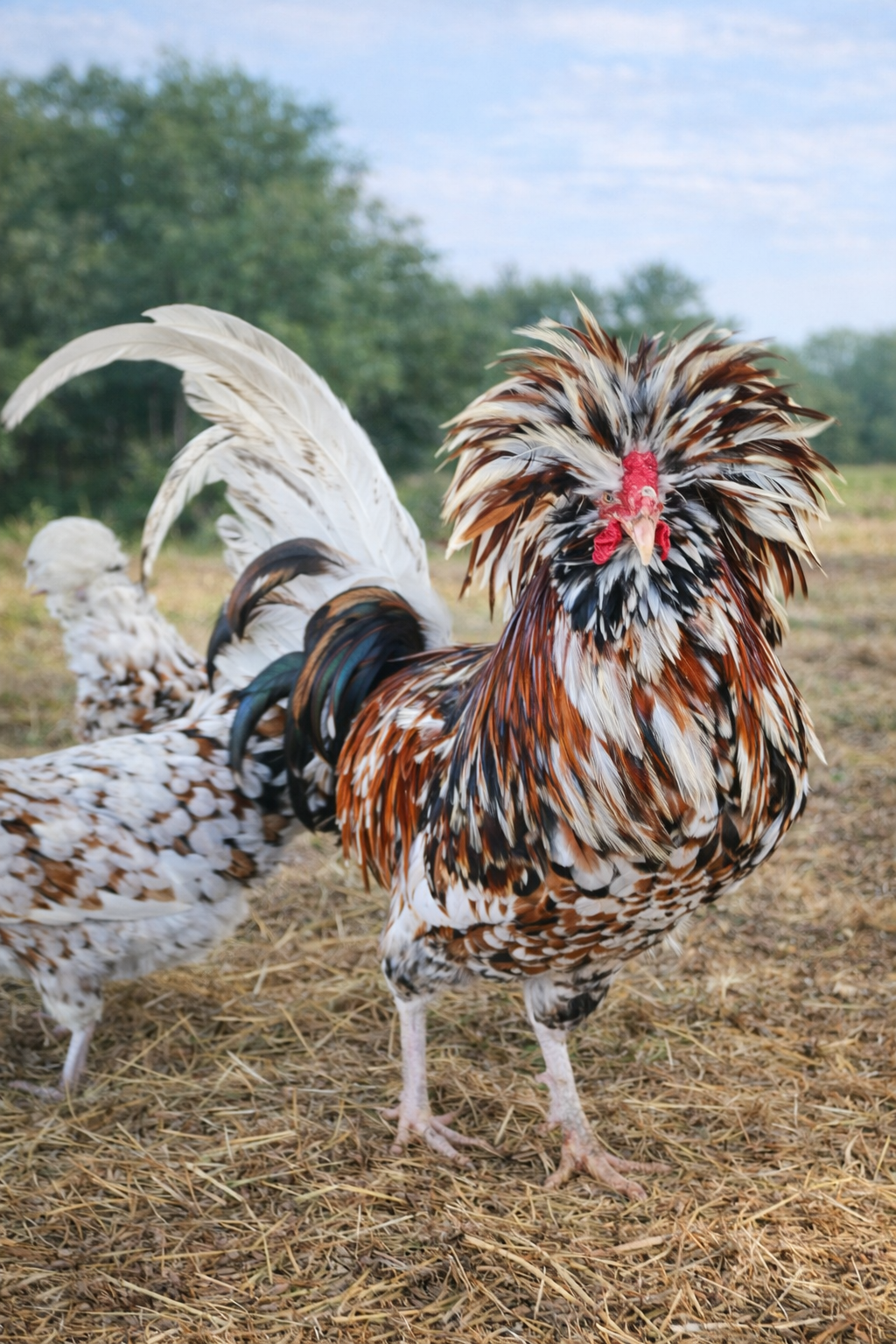 Polish Rare Variety Fertile Hatching Eggs - 4 Count - Pure Tolbunt & Buff Laced