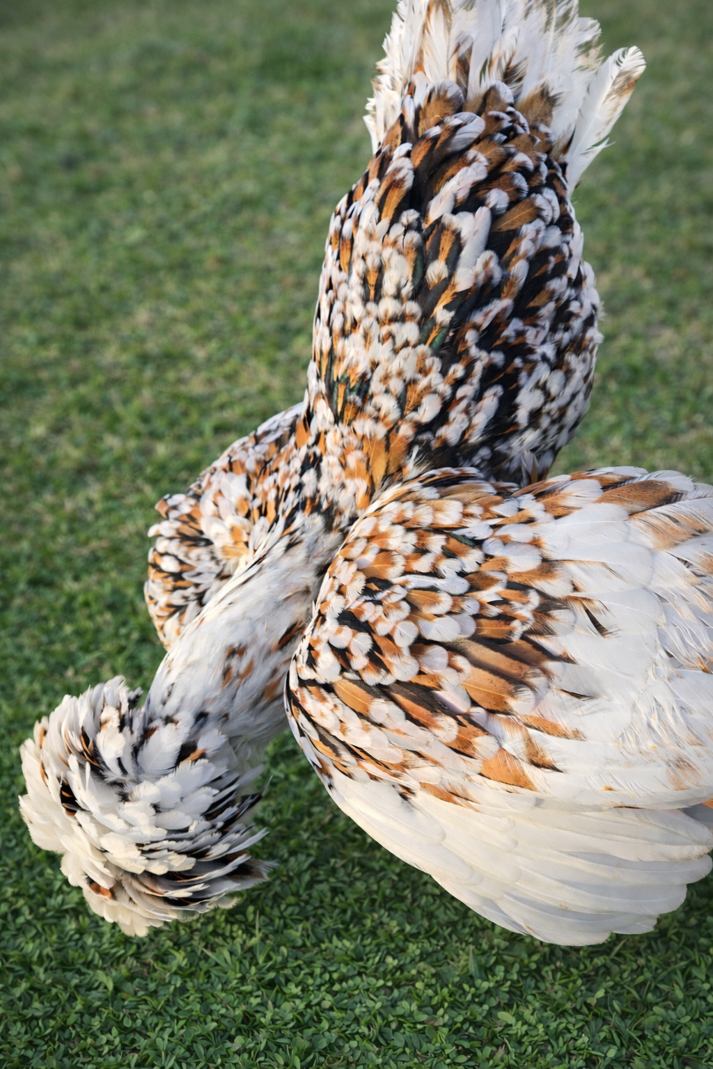 Polish Rare Variety Fertile Hatching Eggs - 4 Count - Pure Tolbunt & Buff Laced