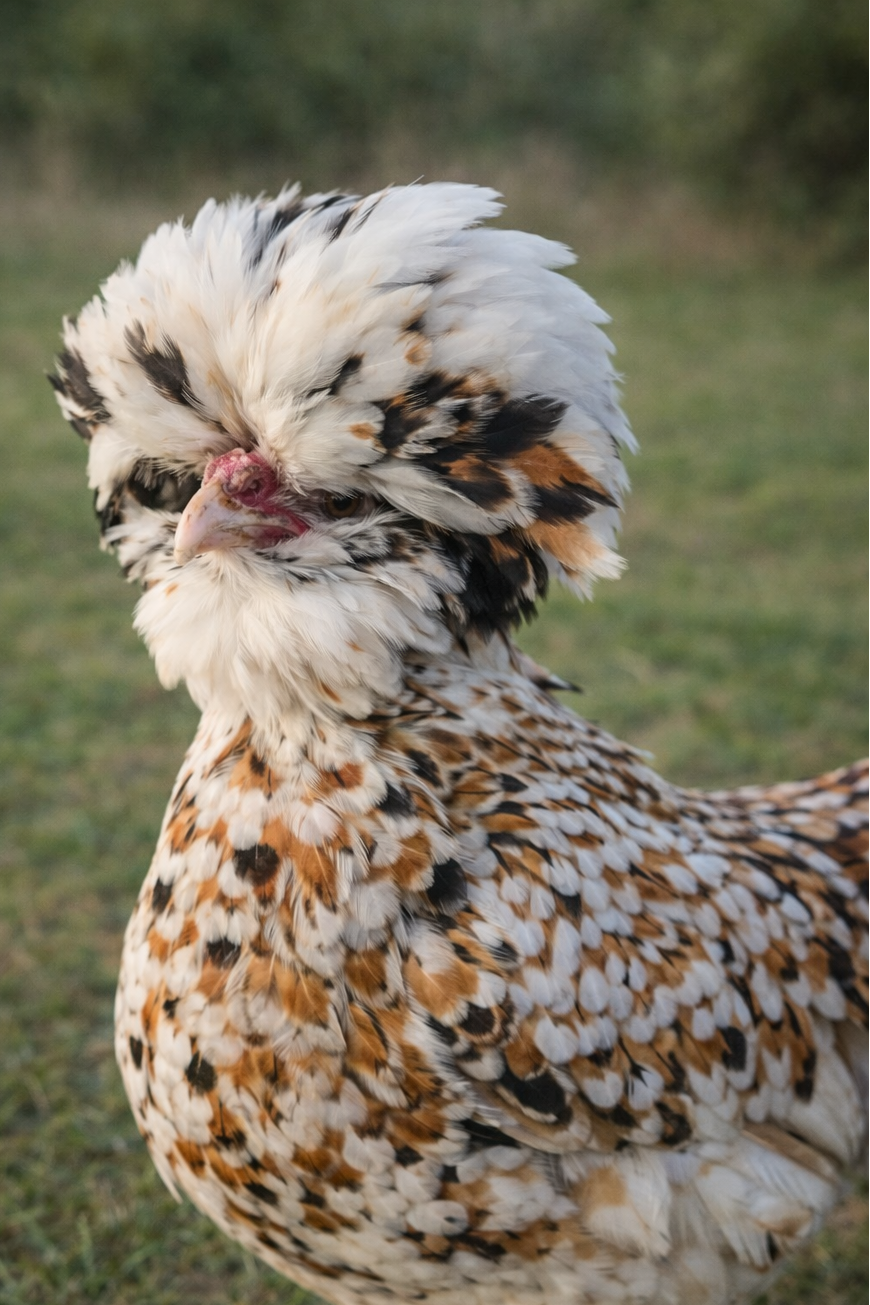 Polish Rare Variety Fertile Hatching Eggs - 4 Count - Pure Tolbunt & Buff Laced