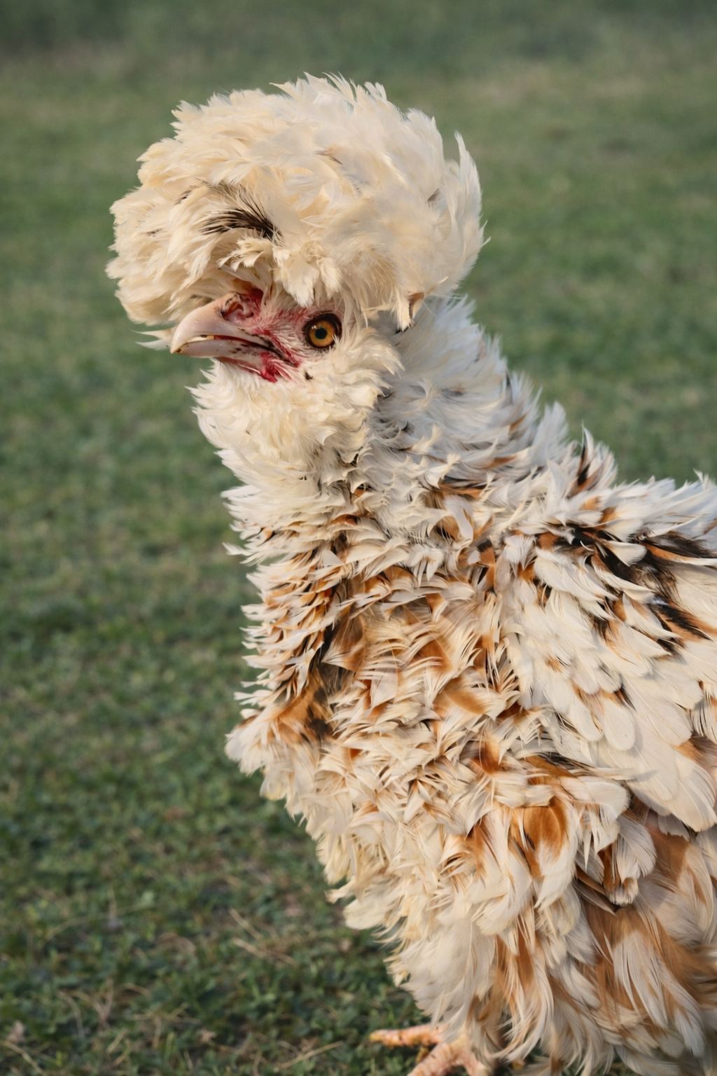 Polish Rare Variety Fertile Hatching Eggs - 4 Count - Pure Tolbunt & Buff Laced