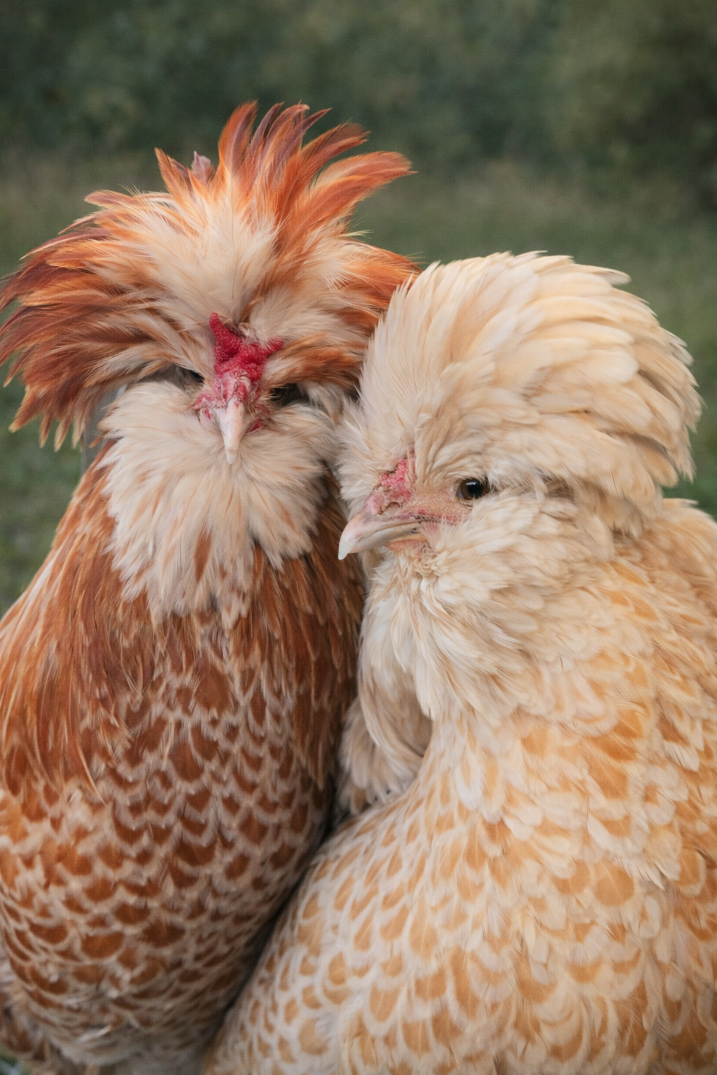 Polish Rare Variety Fertile Hatching Eggs - 4 Count - Pure Tolbunt & Buff Laced