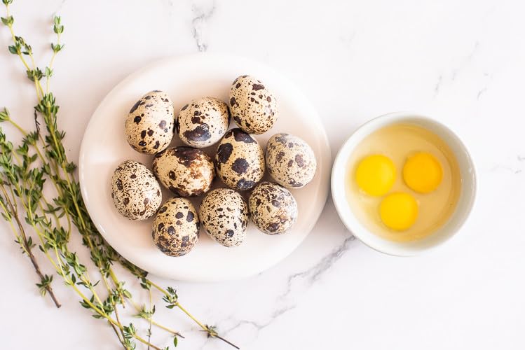 FARM FRESH Quail Eggs *Laid in the U.S.* Hormone Free; Non-GMO - Daily Bread Homestead