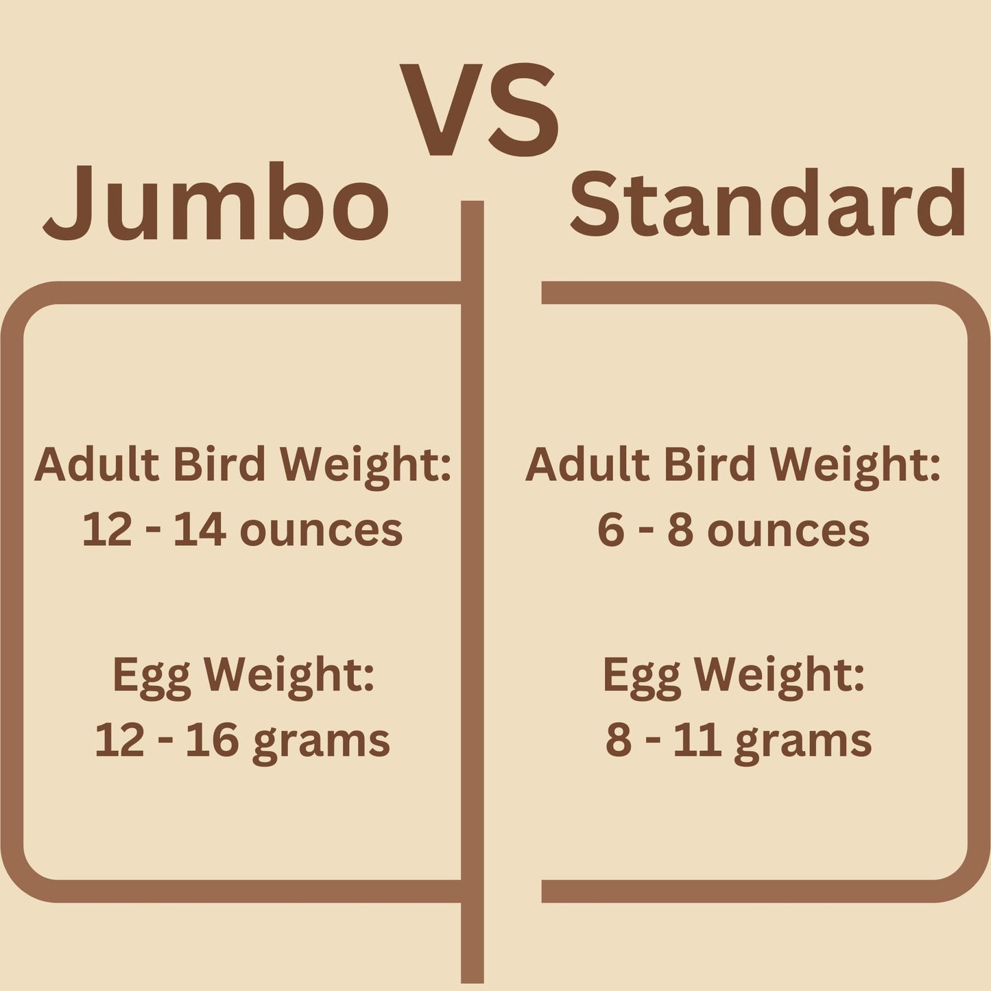 Jumbo Coturnix Quail Hatching Fertile Eggs – 12 + Jumbo – Quail Eggs Daily Bread Homestead