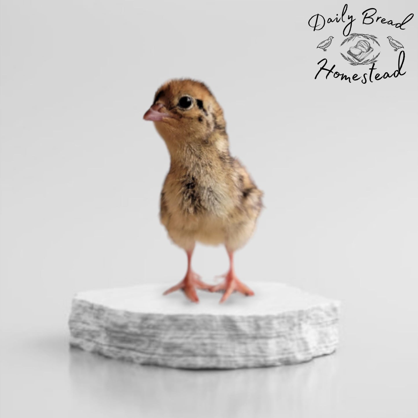 Coturnix Quail Fertile Hatching Eggs - 12ct + Extras Daily Bread Homestead