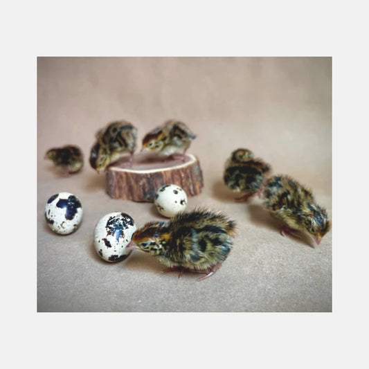 Jumbo Coturnix Quail Hatching Fertile Eggs – 12 + Jumbo – Quail Eggs Daily Bread Homestead
