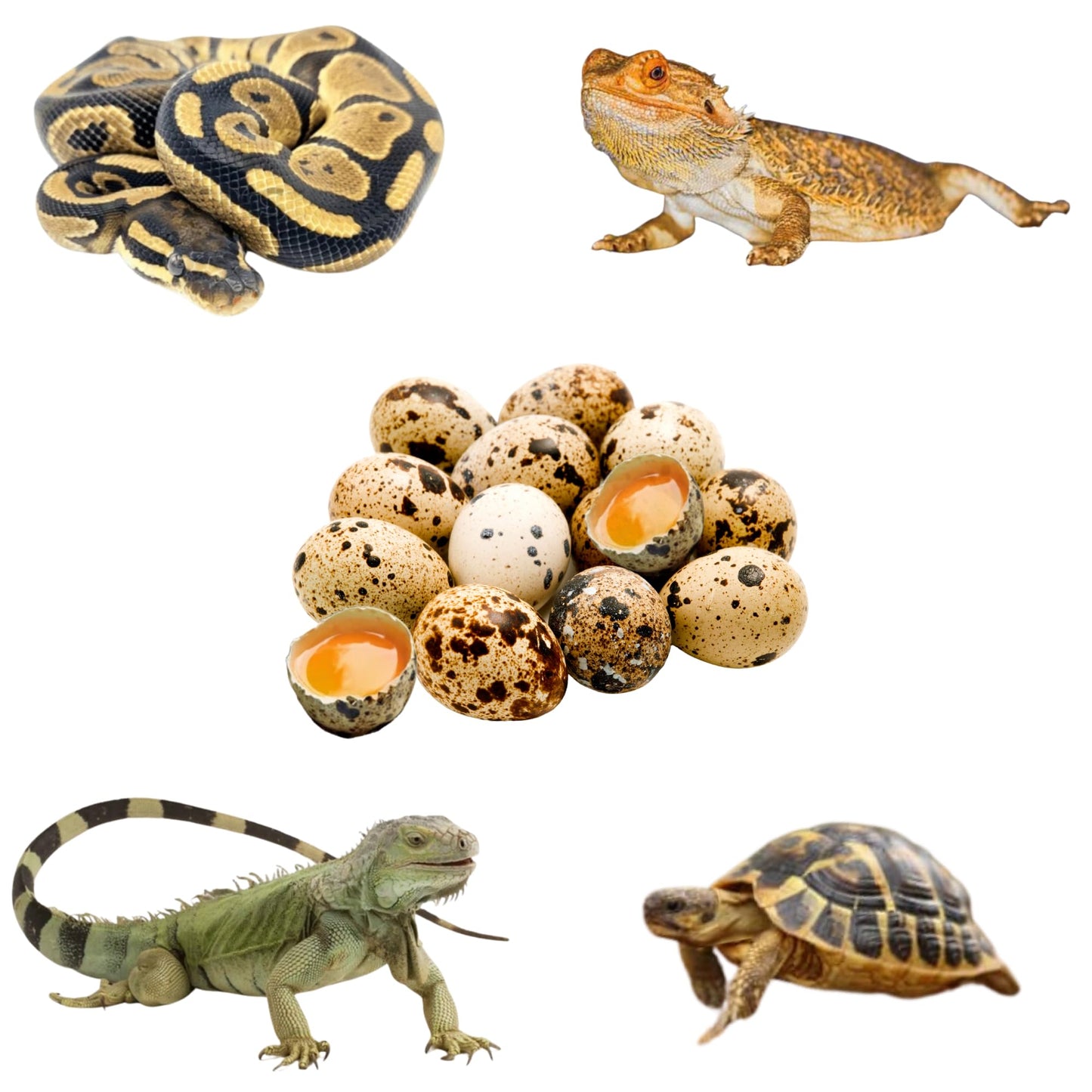 Reptile and Amphibian Meal Treats - Calcium, Vitamin, and Protein Boost