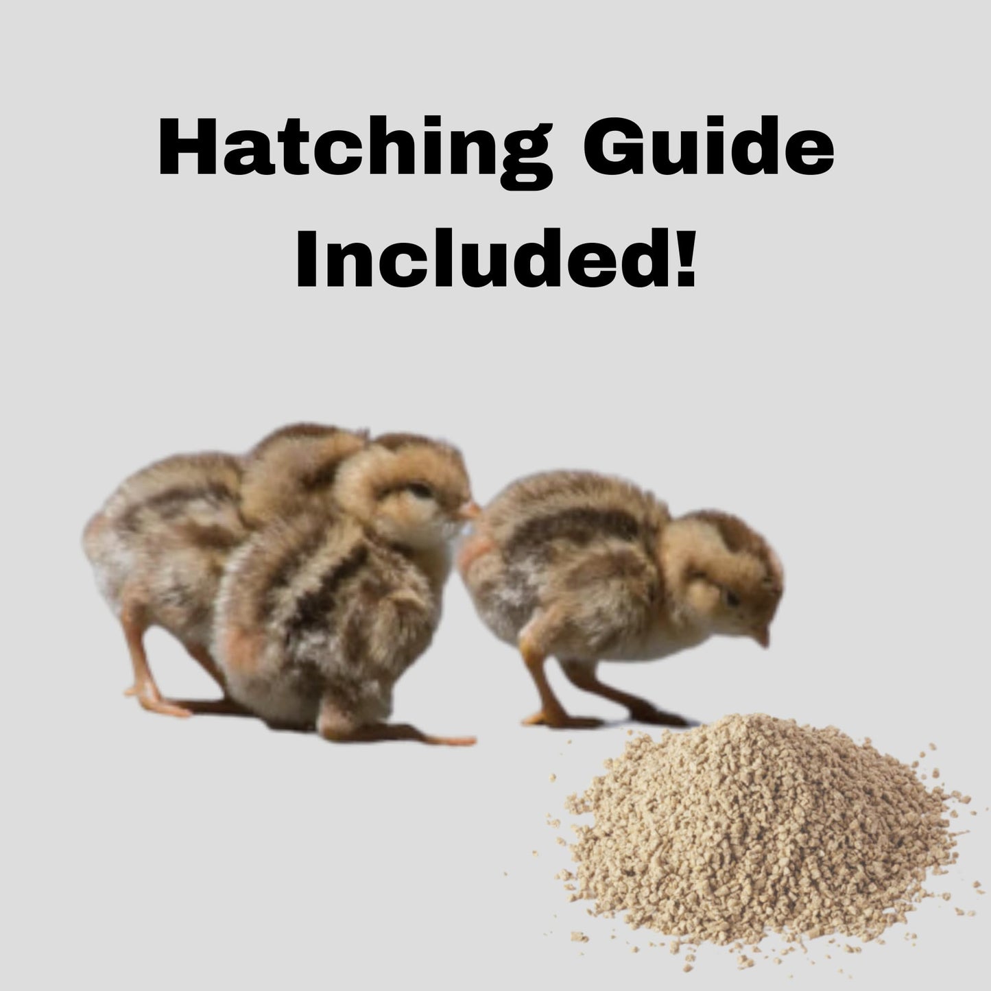 Coturnix Quail Fertile Hatching Eggs - 12ct + Extras Daily Bread Homestead