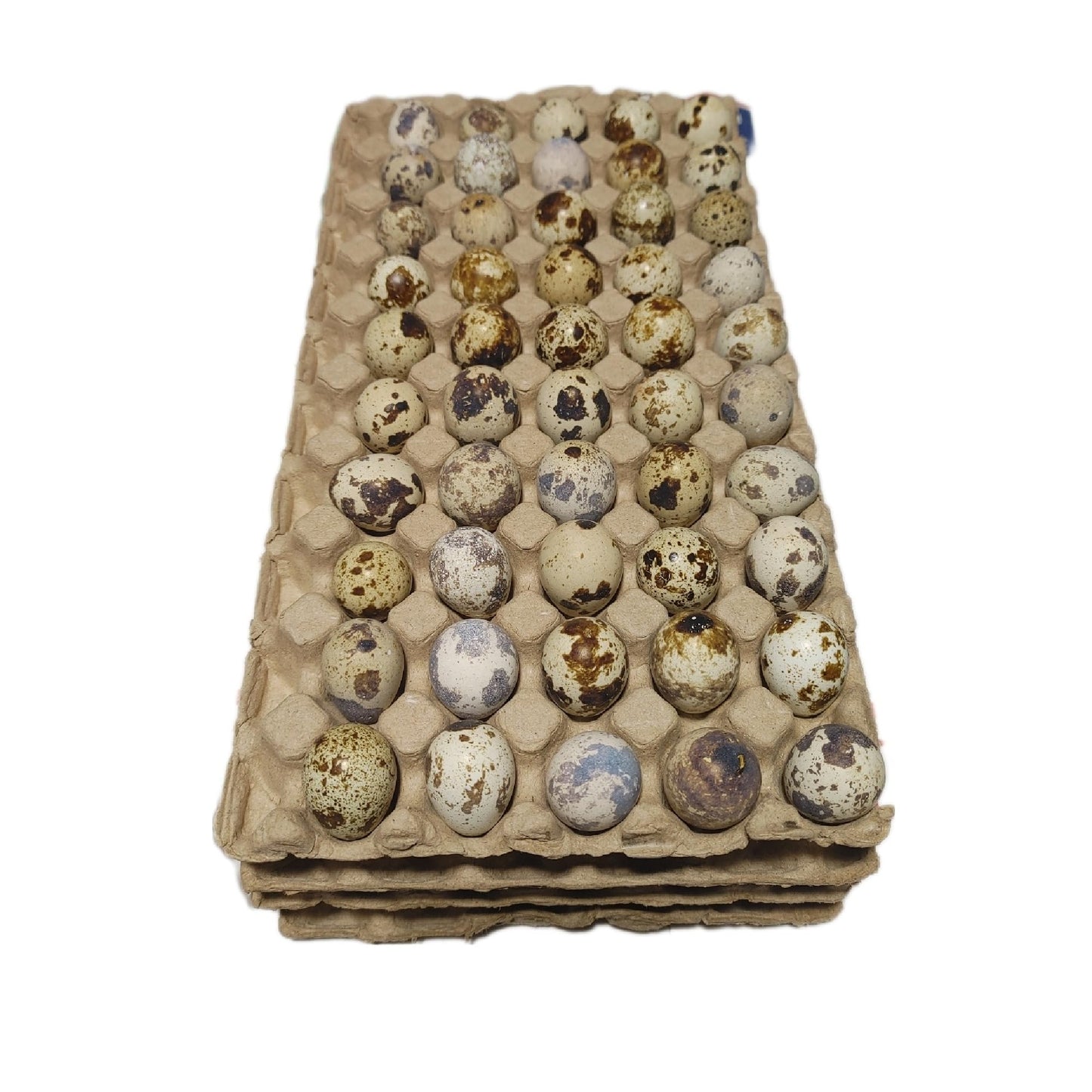 10Pk Quail Papier Mache Egg Trays - Each Tray Holds 50 Eggs