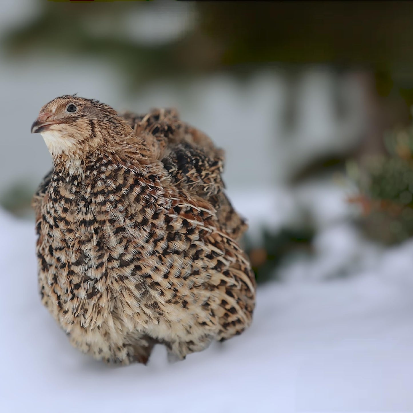 **LIVE** Juvenile Coturnix Quail - JUMBO Brown Wild
