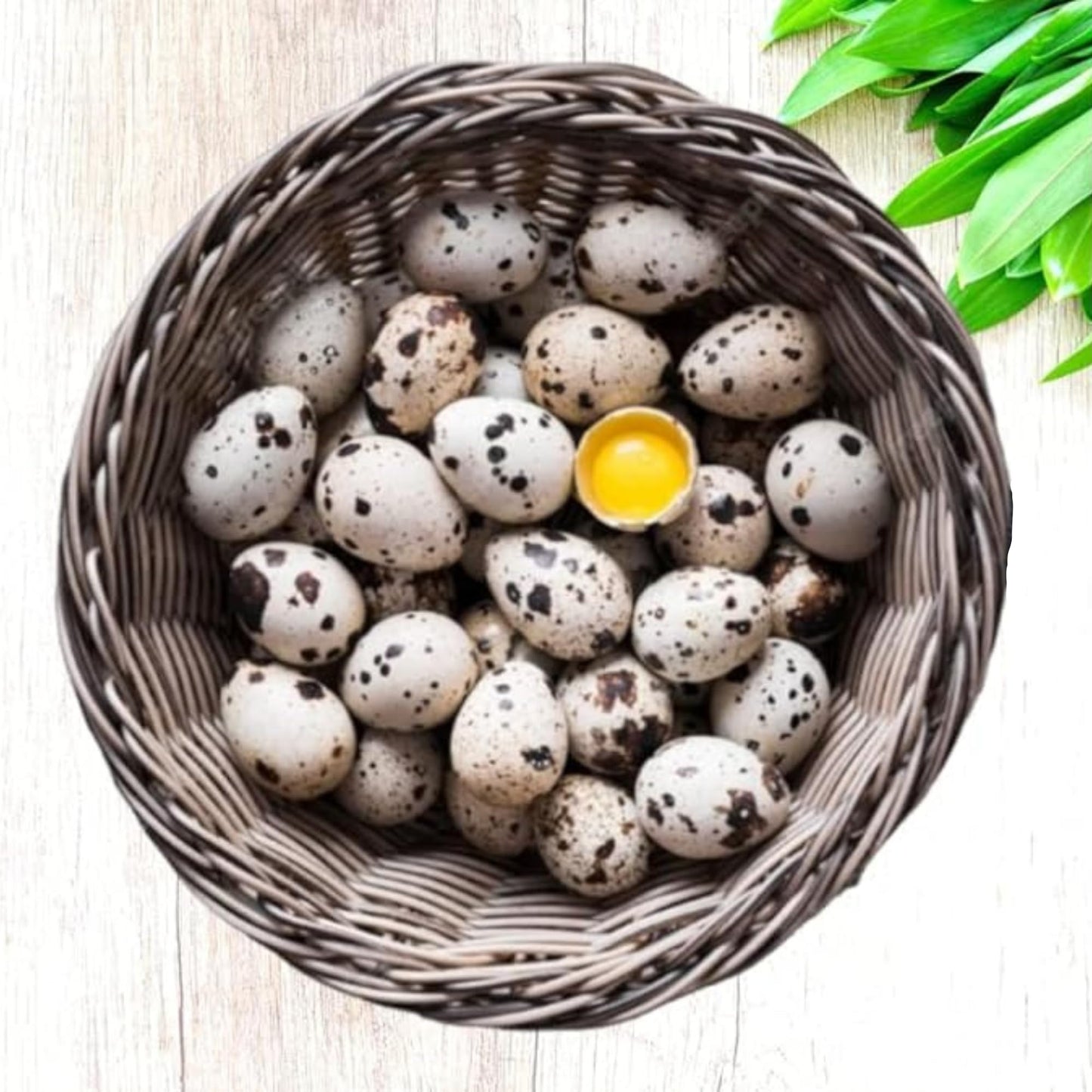 FARM FRESH Quail Eggs *Laid in the U.S.* Hormone Free; Non-GMO - Daily Bread Homestead