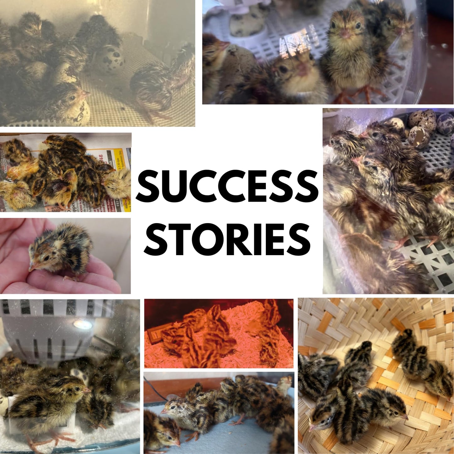 Jumbo Coturnix Quail Hatching Fertile Eggs – 12 + Jumbo – Quail Eggs Daily Bread Homestead