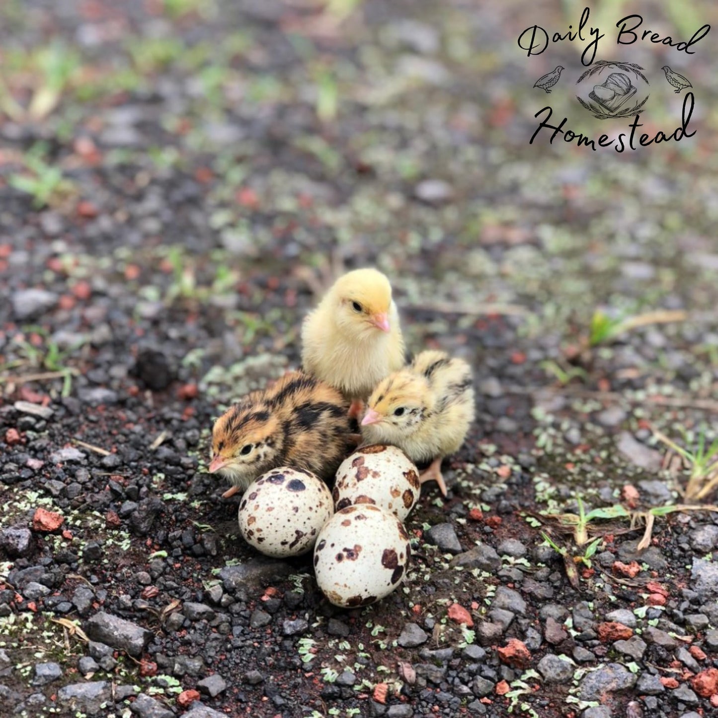 Coturnix Quail Fertile Hatching Eggs - 12ct + Extras Daily Bread Homestead