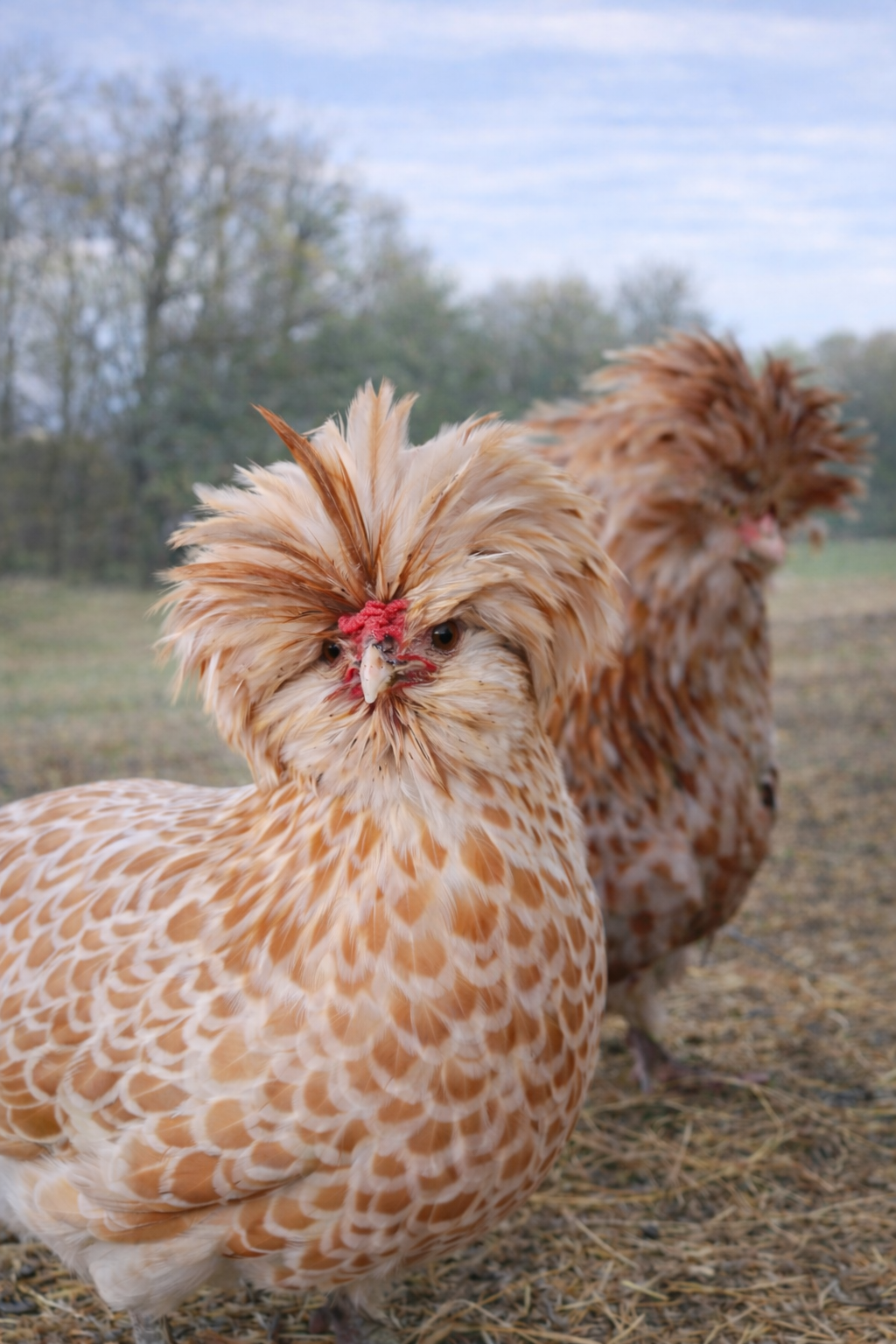 Polish Rare Variety Fertile Hatching Eggs - 4 Count - Pure Tolbunt & Buff Laced