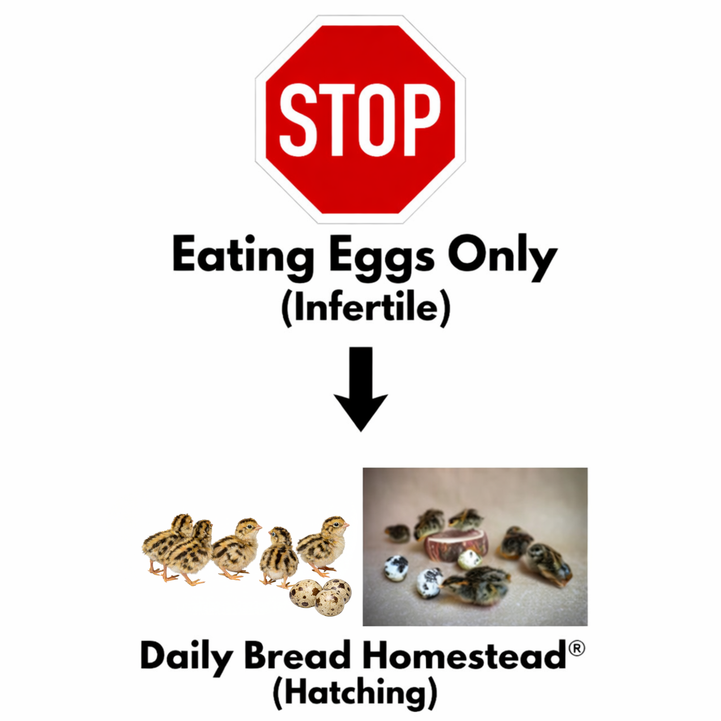 FARM FRESH Quail Eggs *Laid in the U.S.* Hormone Free; Non-GMO - Daily Bread Homestead