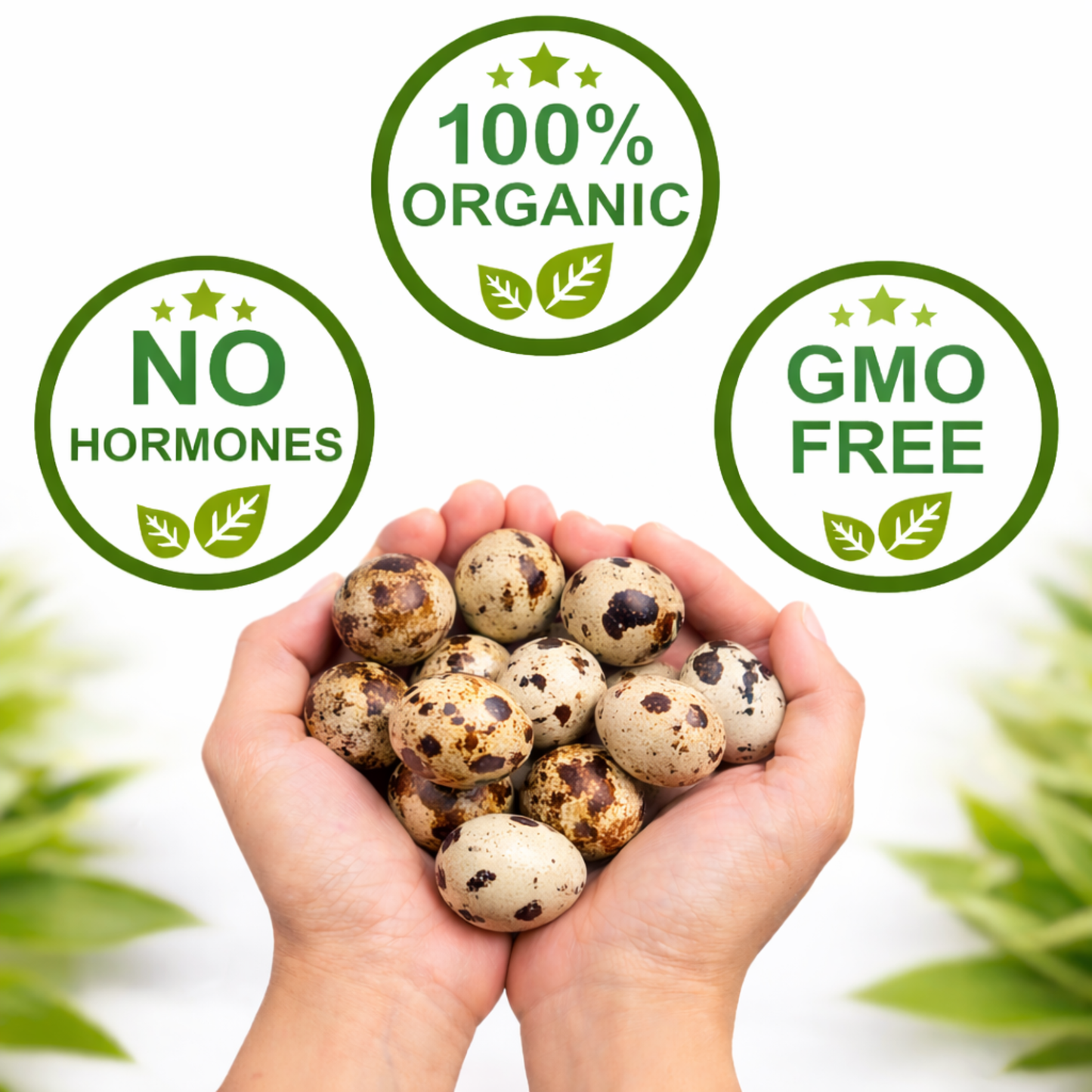 FARM FRESH Quail Eggs *Laid in the U.S.* Hormone Free; Non-GMO - Daily Bread Homestead