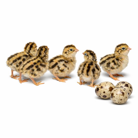 Coturnix Quail Fertile Hatching Eggs - 12ct + Extras Daily Bread Homestead