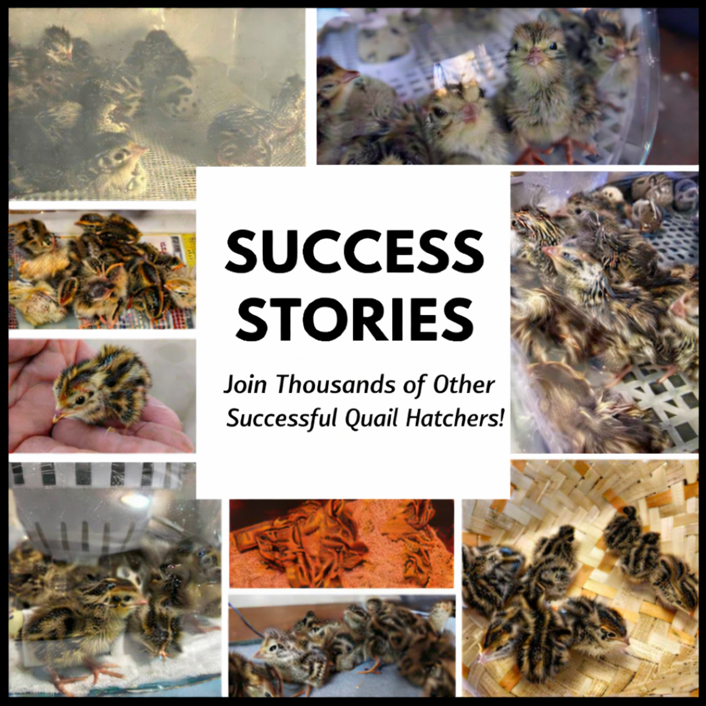 Coturnix Quail Fertile Hatching Eggs - 12ct + Extras Daily Bread Homestead