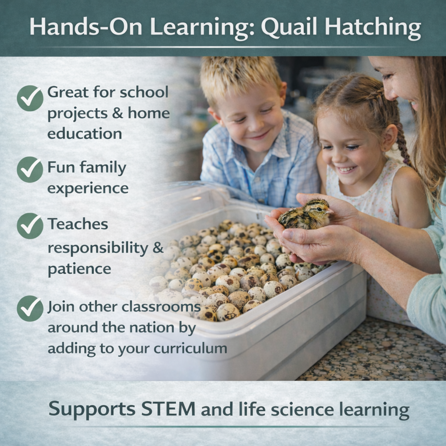 Coturnix Quail Fertile Hatching Eggs - 12ct + Extras Daily Bread Homestead