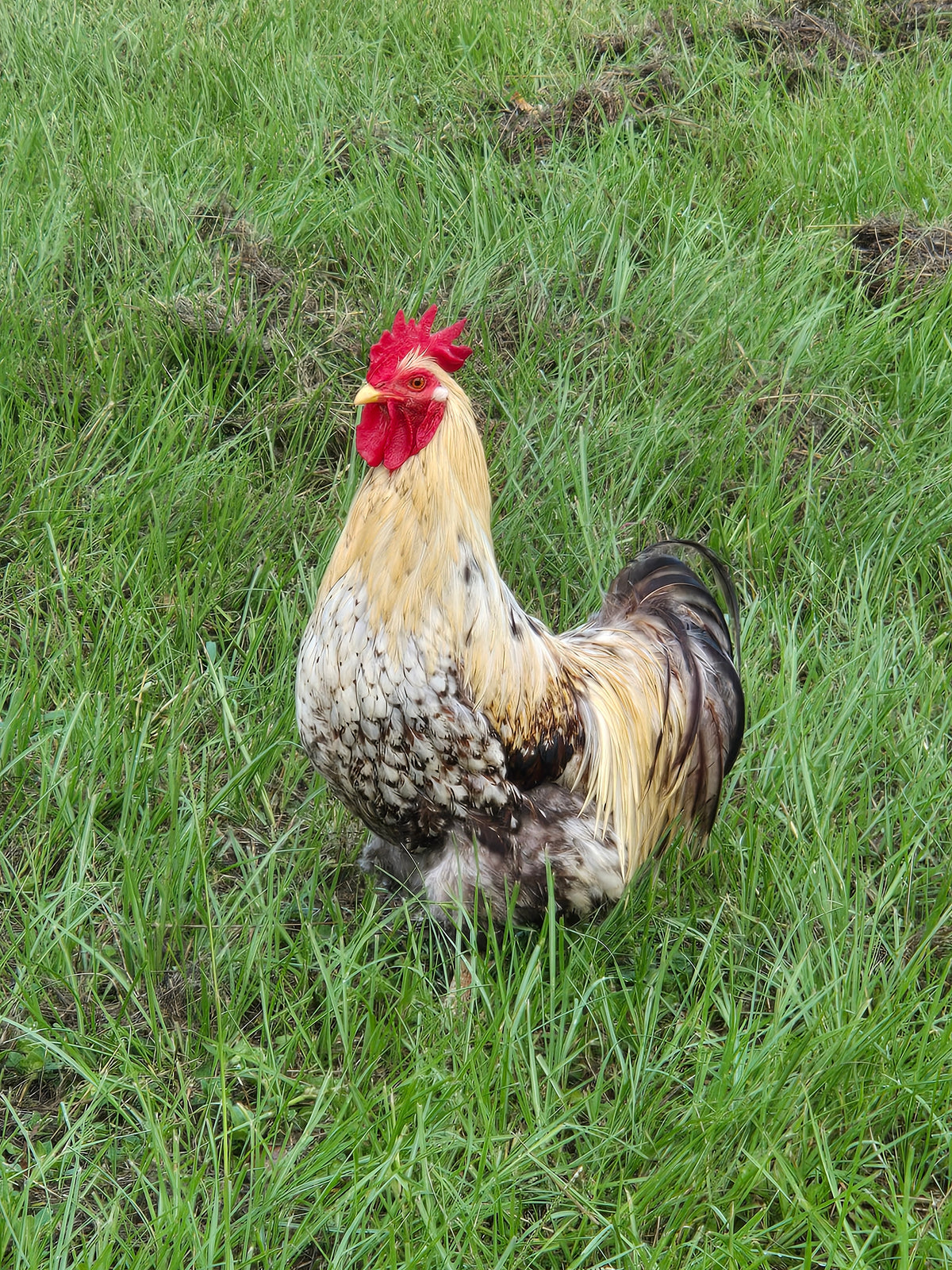 RARE Bantam Cochin Hatching Eggs – 6 Fertile Eggs – Color Variety!