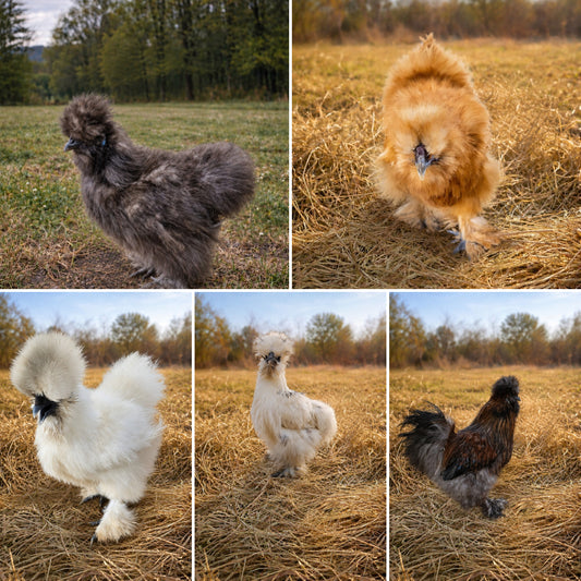 Silkie Fertile Hatching Eggs - 3 Count - Color Variety!