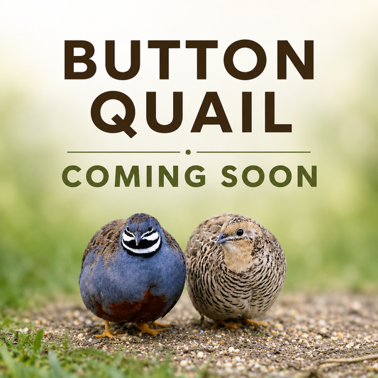 Button Quail Hatching Eggs – 1 Dozen (12 Eggs)