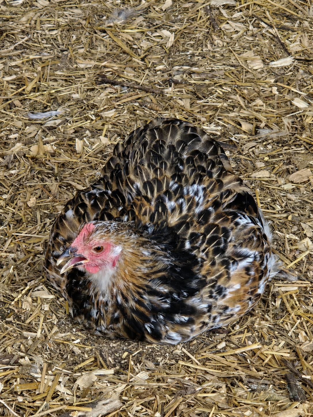RARE Bantam Cochin Hatching Eggs – 6 Fertile Eggs – Color Variety!