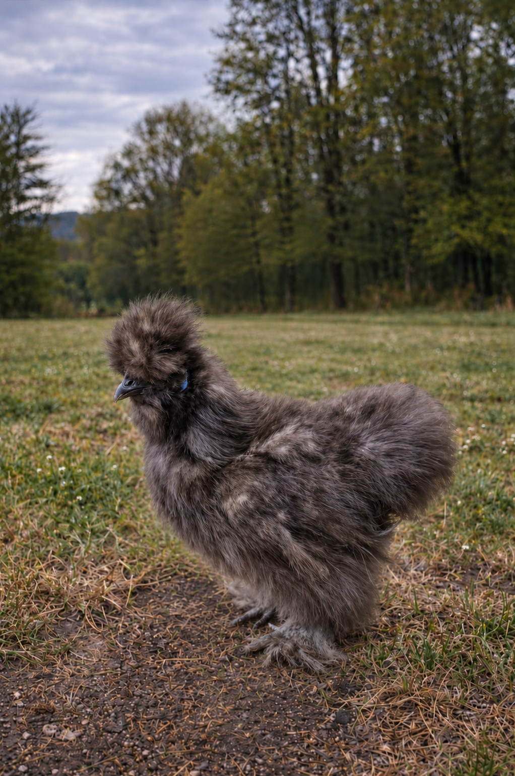 Silkie Fertile Hatching Eggs - 3 Count - Color Variety!