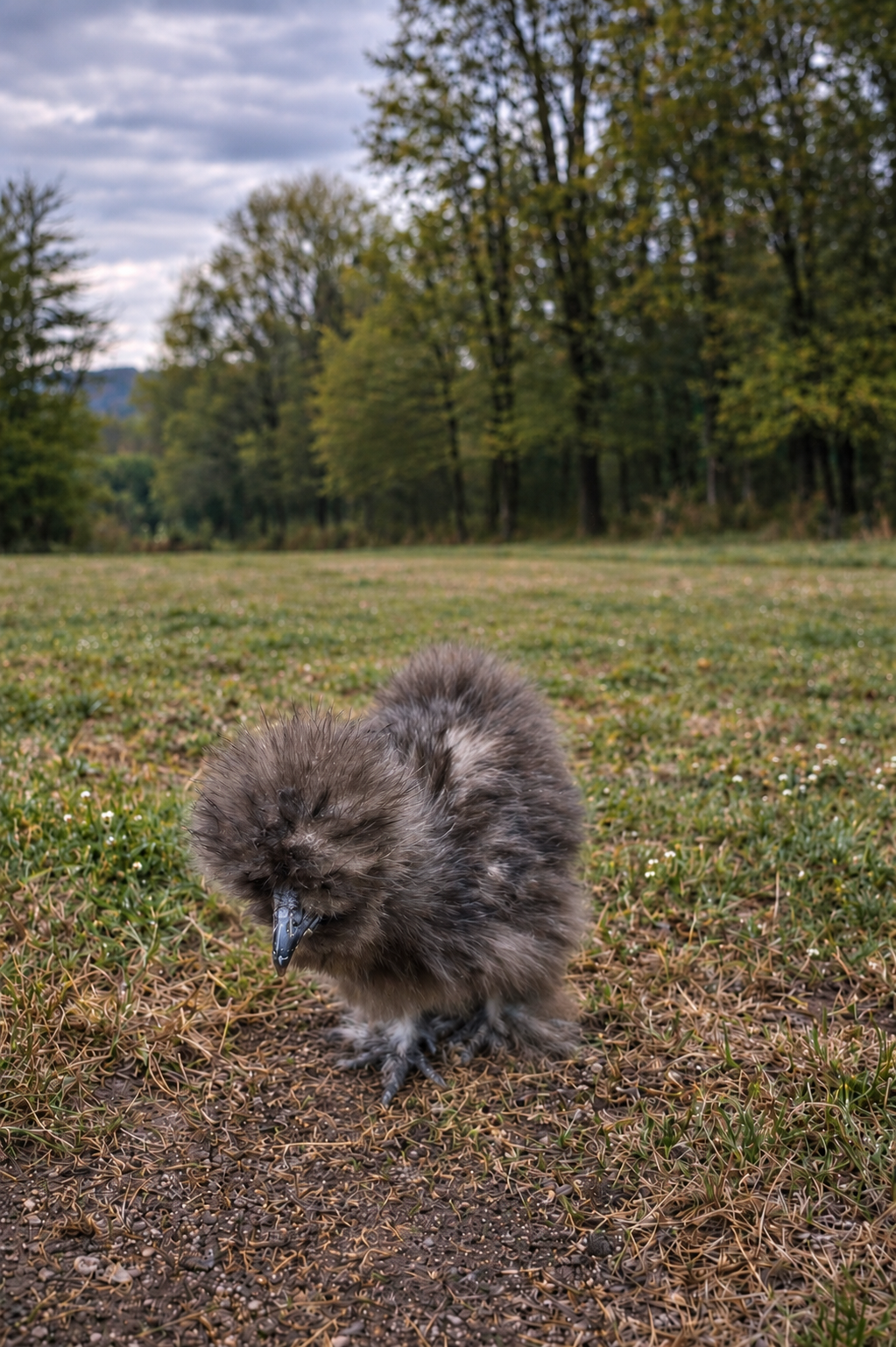 Silkie Fertile Hatching Eggs - 3 Count - Color Variety!
